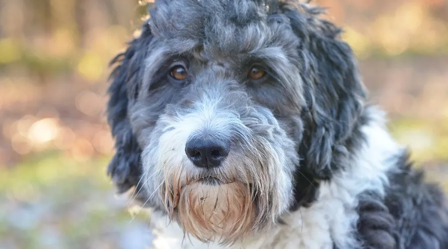 Aussiedoodle (Aussiepoo)